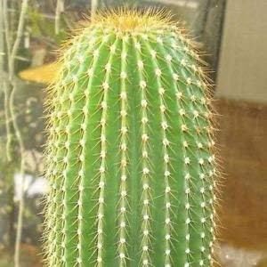 Green Neobuxbaumia Plant Seeds for Planting - 100 pcs