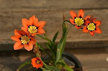 Organic Heirloom Non-GMO Orange Black Sparaxis Seeds for Planting – Vibrant Blooms