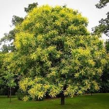 Koelreuteria Tree Flower Seeds – Heirloom Non-GMO Seeds for Ornamental Shade Tree Planting