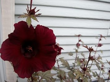 Burgundy Hibiscus Flower Seeds – Heirloom Non-GMO Flower Seeds for Planting