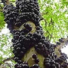 Cucumis Dipsaceus Seeds - Hardy and Uncommon Fruits for Specialty Gardening 100 Pcs pcs