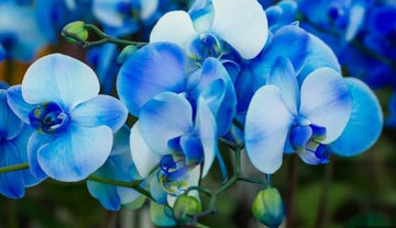 Butterfly Orchids Flower Seeds for Planting - 100 pcs