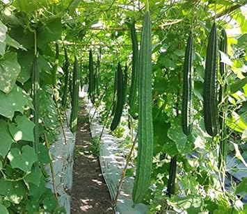 Green Luffa Vegetable Seeds for Planting - 100 Pcs pcs