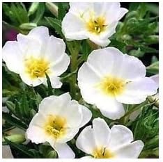 White Evening Primrose Flower Seeds for Planting - NON GMO Seeds