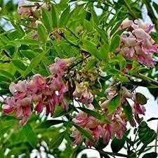 Gliricidia Sepium Planting Seeds - Non-GMO, Heirloom Tree