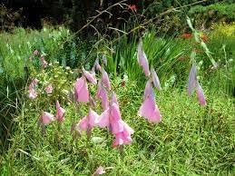 Dierama Flower Seeds Heirloom Non GMO Planting - 100 pcs for planting in home garden