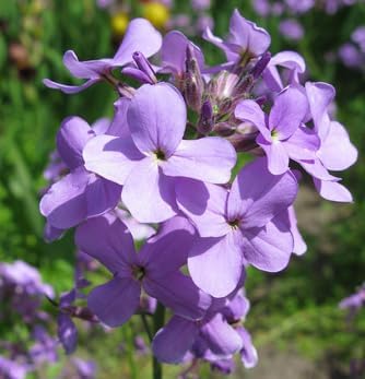 Organic Bicornis Flower Seeds for Planting – Heirloom, Non-GMO