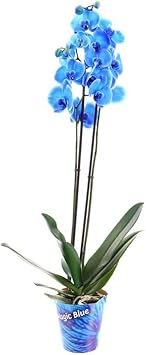Organic Sky Blue Butterfly Orchid Flower Seeds for Planting – Heirloom, Non-GMO Seeds