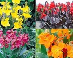 Perennial Canna Flower Seeds Heirloom Non GMO Planting - 100 pcs for planting in home garden
