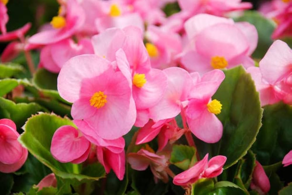 Heirloom Non-GMO Light Pink Begonia Flower Seeds for Planting – Shade-Loving Blooming Seeds for planting in your garden.