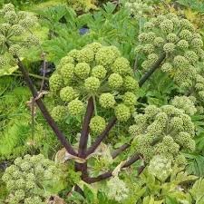 Angelica Herb Seeds for Medicinal and Aromatic Herb Gardens – Fresh Herb for Your Garden