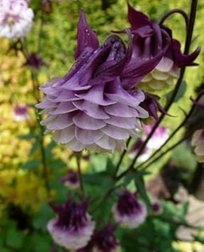Purple White Aquilegia Seeds – Heirloom, Non-GMO Flower Seeds for Planting