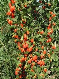 Semi Peperoncino Chiltepin Pepper Vegetable Seeds for Planting - 100 Pcs pcs