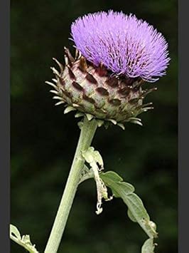 Violet Cardunculus Flower Seeds for Planting NON GMO Seeds