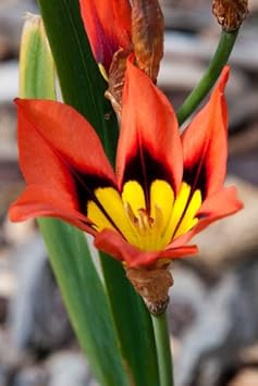 Heirloom Non-GMO Sparaxis Flower Seeds for Planting – Colorful Spring-Blooming Garden Flowers