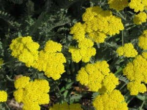 Heirloom Yellow Achillea Millefolium Flower Seeds for Planting, Non-GMO for planting in your garden.