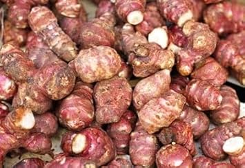 Fuseau Vegetable Seeds for Planting - 100 Pcs pcs