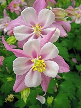Heirloom Organic Non-GMO White Pink Aquilegia Seeds for Planting