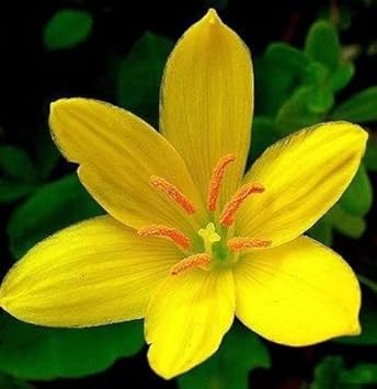 Zephyranthes Yellow Seeds for Planting – Organic, Heirloom, Non-GMO Flower Seeds