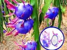 Blue Pitaya Fruit Seeds for Planting - Mixed Varieties for Diverse Gardens