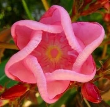 Sixfold Flower Seeds for Planting, 100 pcs for planting in your garden.