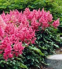 Astilbe Flower Seeds Heirloom Non GMO Planting - 100 pcs
