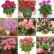 Geranium Apple Blossom Flower Seeds for Planting - NON GMO Seeds