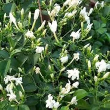 Loroco Flower Seeds for Planting, NON GMO Seeds