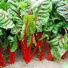 Rhubarb Seeds for Planting, heirloom & Non-GMO Seeds