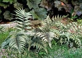 Japanese Painted Fern Plant Seeds for Planting heirloom & Non-GMO Seeds