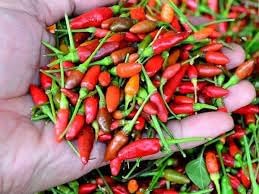 Chili Pepper Capsicum Seeds for Planting heirloom & Non-GMO Seeds