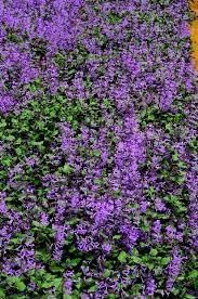 Heirloom Non-GMO Catnip Catmint Flower Seeds for Planting – Aromatic Herb Flower Seeds