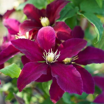 Heirloom Non-GMO Pink Clematis Flower Seeds for Garden Planting – Delicate Climbing Blooms