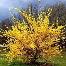 Trifoliate Forsythia Flower Seeds for Planting - NON GMO Seeds