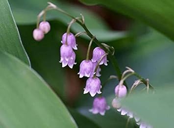 Purple Bell Orchid Flower Seeds for Planting