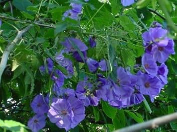 Heirloom Non-GMO Blue Abutilon Striatum Flower Seeds for Planting