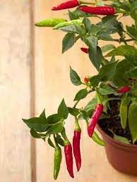 Chili Pepper Capsicum annuum seed mix for garden planting