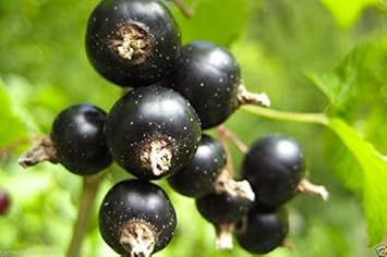 Black gooseberry fruit seeds