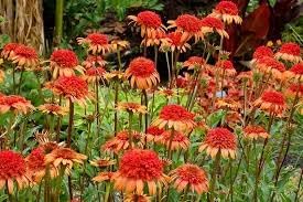 Orange Red Echinacea Secret Lust Wildflower Seeds for Planting -Hierloom Flower Seeds,GMO Free Seeds