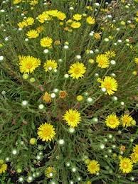 Grindelia Flower Seeds for Planting - 100 pcs for planting in your garden.