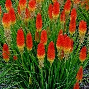 Heirloom Non-GMO Red Kniphofia Flower Seeds for Planting ƒ?? Striking Torch-Lily Blooming Seeds