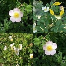 Rosa Canina White Flower Seeds – Organic, Heirloom, Non-GMO Seeds for Planting