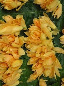 Champa Flower Seeds Heirloom Non GMO Planting - 100 pcs for planting in home garden