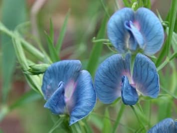 Blue Lathyrus Sativus Flower Seeds for Planting ƒ?? Organic, Heirloom, Non-GMO Sweet Pea Seeds for planting in your garden.