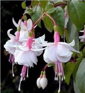 Heirloom Non-GMO White Pink Fuchsias Flower Seeds – Elegant Blooms for Garden Planting