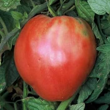 Red Oxheart Tomato Seeds for Planting heirloom & Non-GMO Seeds