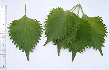 Green Perilla Plant Seeds for Planting-Flavorful Herb Gardens – Fresh Herb for Your Garden