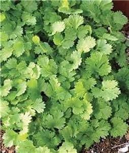 Cilantro Coriandrum sativum seeds for herb garden planting