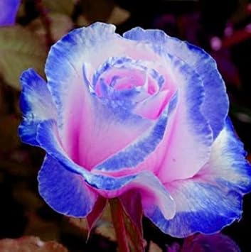 Pink and Blue Rose Flower Seeds for Planting Non-GMO Heirloom Garden Seeds for Growing for planting in your garden.