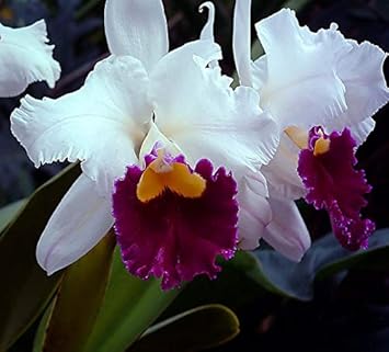 Cattleya Multicolor Orchid Seeds for Planting NON GMO Seeds